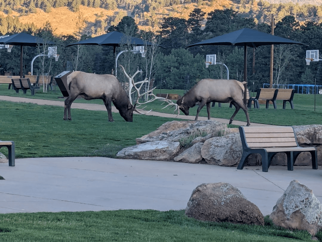 elk fighting